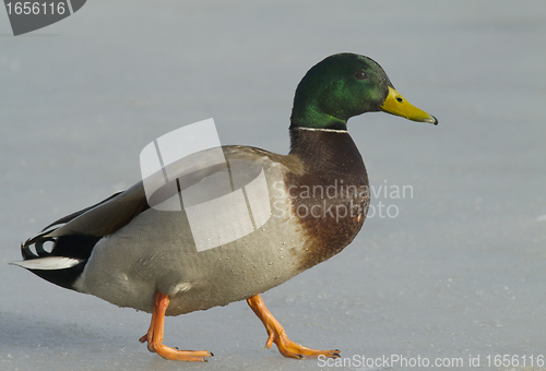 Image of Mallard walking on the ice