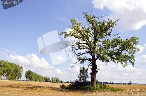 Image of Background of oak tree in riped agricultural field 
