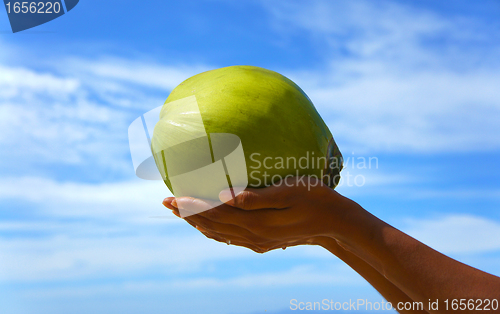 Image of Coconut