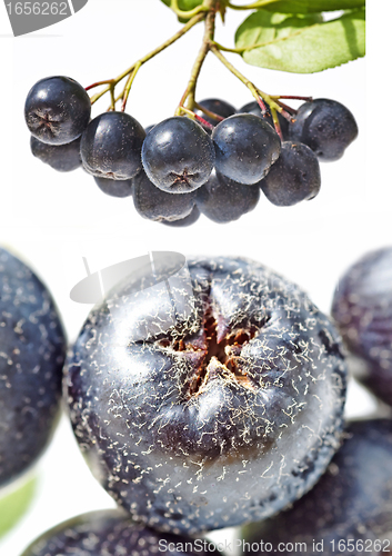 Image of chokeberry,Aronia melanocarpa