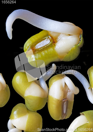 Image of soybean sprout