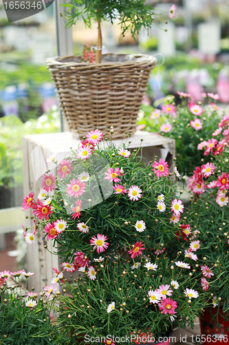 Image of Marguerite tree