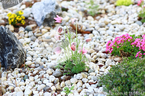 Image of Rockery