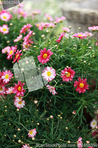 Image of Marguerite tree