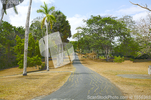 Image of Colorful trees by the road in Panama during autumn time 