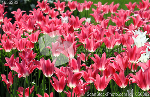 Image of beautiful tulips