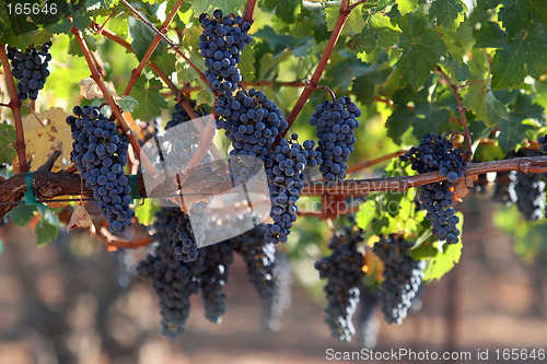 Image of Red grapes on a vine