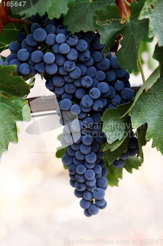 Image of Grapes on a vine