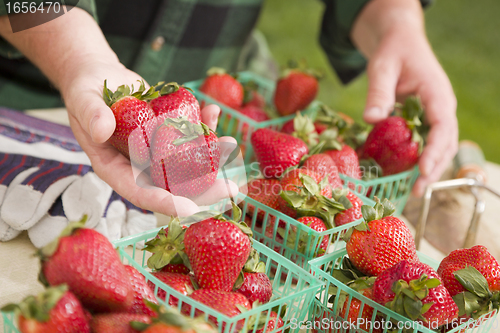 Image of Farmer Gathering Fresh Strawberries in Baskets