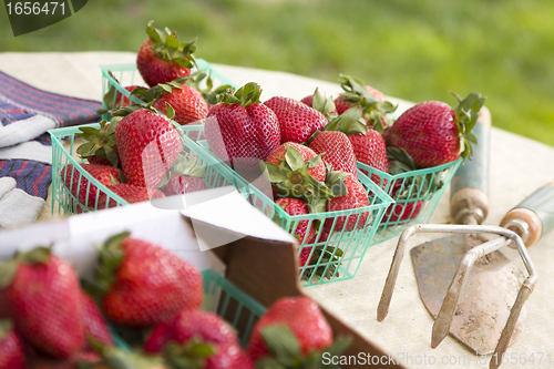 Image of Baskets of Fresh Strawberries