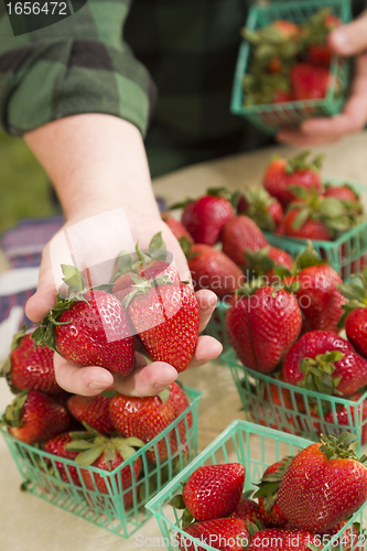 Image of Farmer Gathering Fresh Strawberries in Baskets