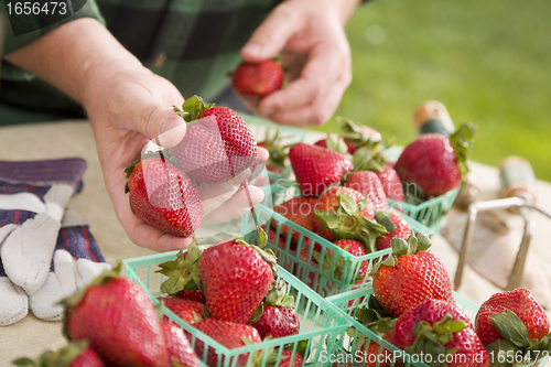 Image of Farmer Gathering Fresh Strawberries in Baskets