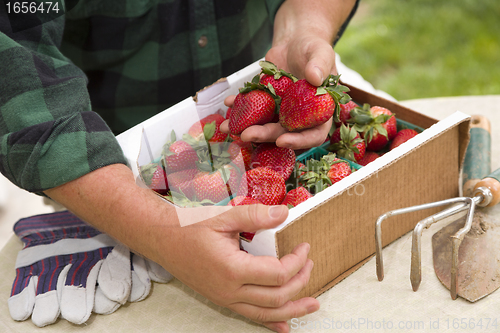 Image of Farmer Gathering Fresh Strawberries in Baskets