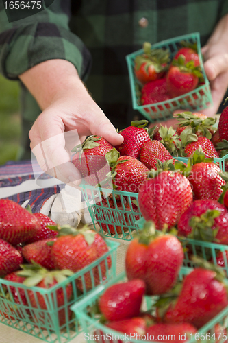 Image of Farmer Gathering Fresh Strawberries in Baskets