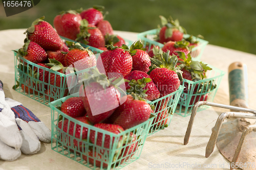 Image of Baskets of Fresh Strawberries
