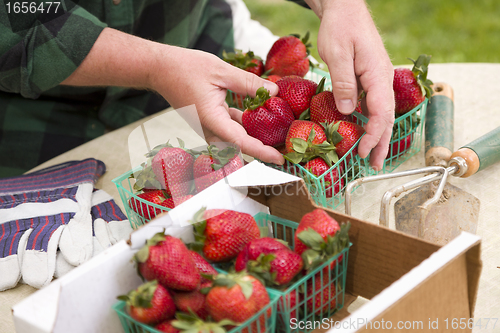 Image of Farmer Gathering Fresh Strawberries in Baskets