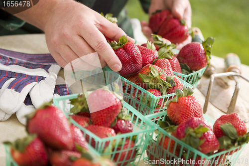 Image of Farmer Gathering Fresh Strawberries in Baskets