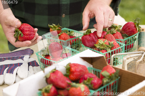 Image of Farmer Gathering Fresh Strawberries in Baskets