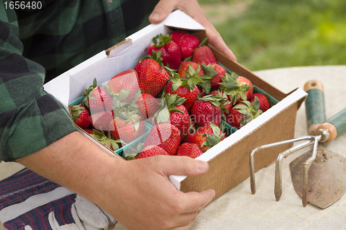 Image of Farmer Gathering Fresh Strawberries in Baskets