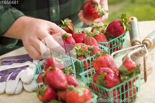 Image of Farmer Gathering Fresh Strawberries in Baskets