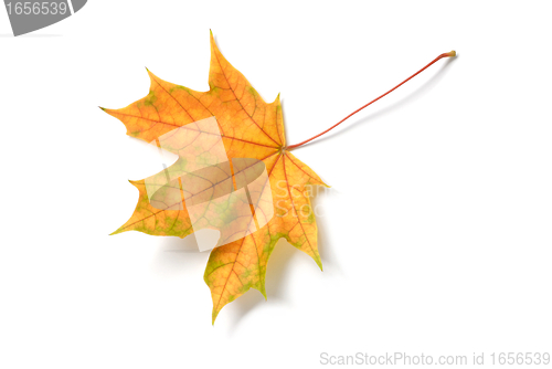 Image of Leaf