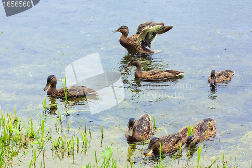Image of Ducks on the lake