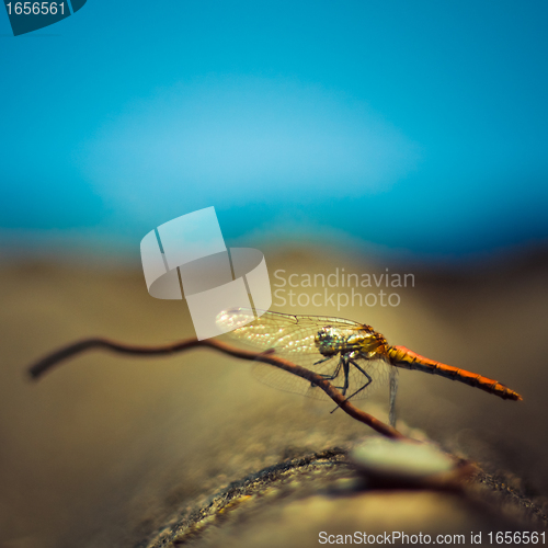 Image of Dragonfly closeup