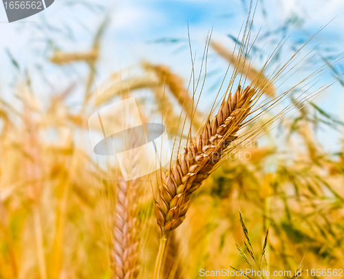Image of Golden barley ears