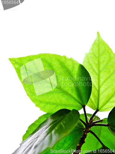 Image of Green leafes