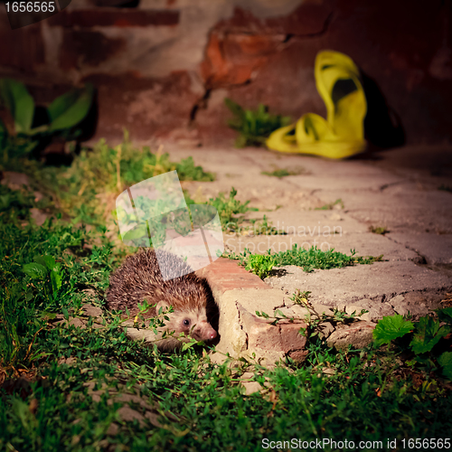 Image of Hedgehog at night