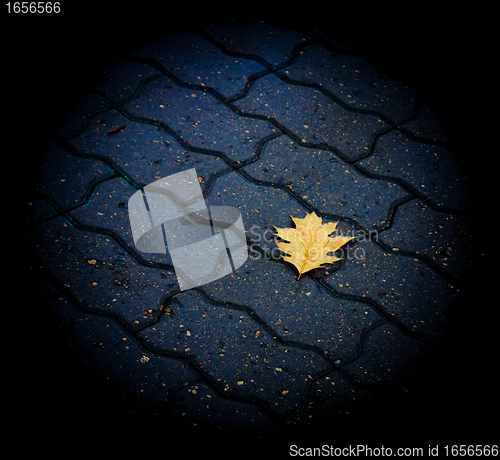 Image of Lone leaf on the ground