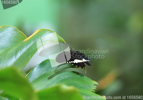 Image of butterfly