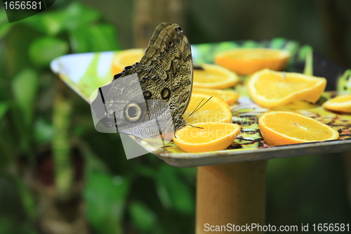 Image of butterfly