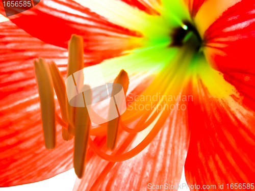 Image of beautiful red lily
