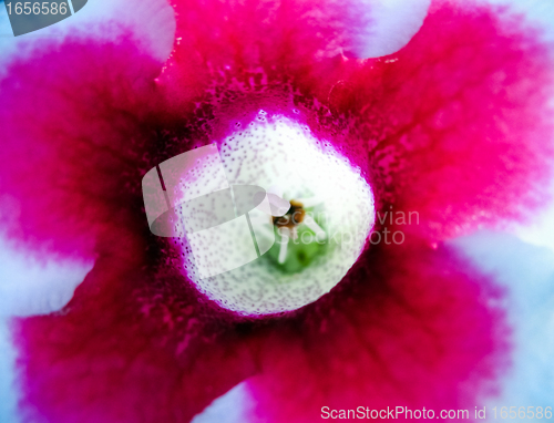 Image of beautiful violet flower