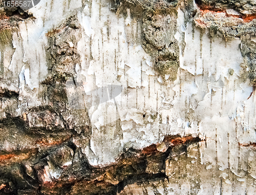 Image of Birch background