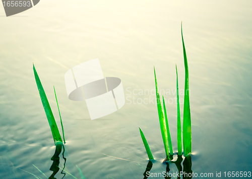 Image of Plant in water in park