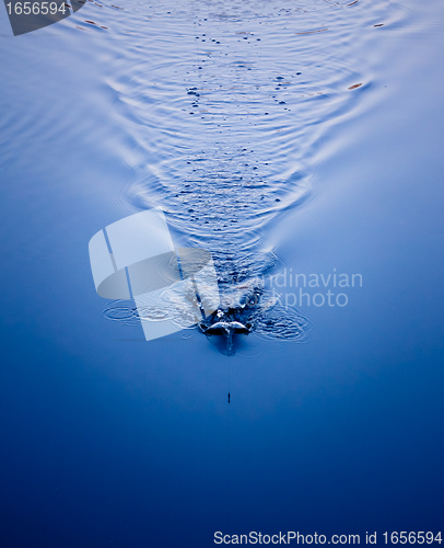 Image of pool water great as a background