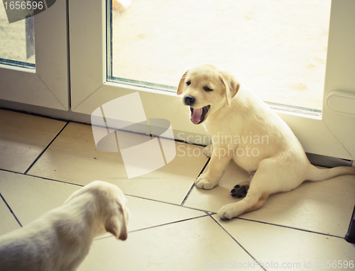Image of Two labrador retriever puppy 