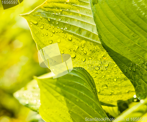 Image of Water drops on green plant