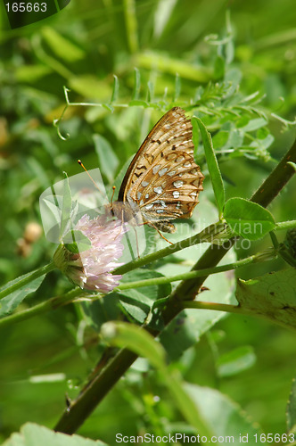 Image of Butterfly on a flower