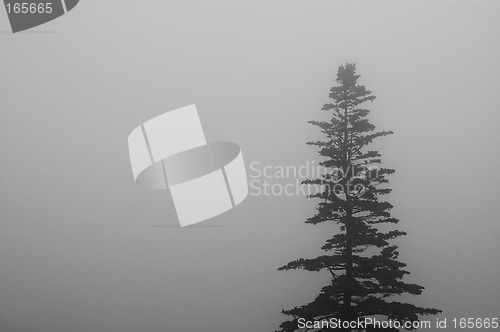 Image of Fog and Tree