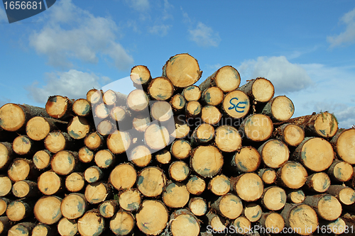 Image of Cut Spruce Logs and Blue Sky