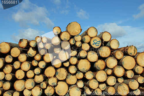 Image of Cut Spruce Logs and Blue Sky