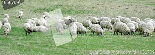 Image of Sheep and lamb grazing in rural 