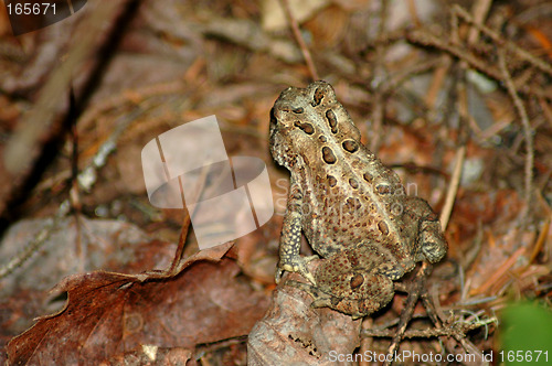 Image of Leopard frog showing its spots