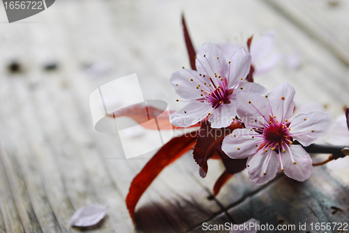 Image of Spring Blossom