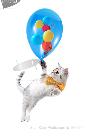 Image of cute silver tabby Scottish cat with bow and  ballons