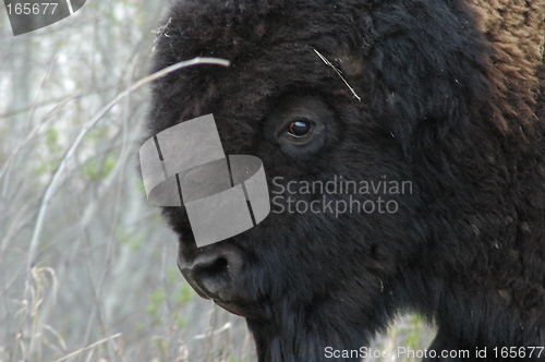 Image of Bison Face