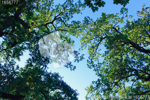 Image of Crone of tree on a sky abstract